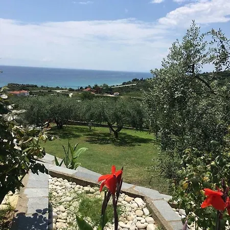 Olive Grove *