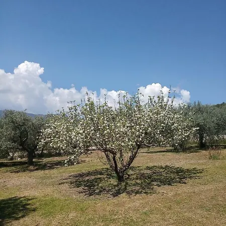 Olive Grove *